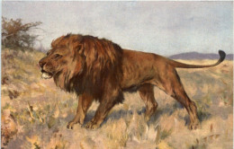 Lion - Löwen