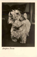 Sealyham Terrier - Honden