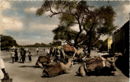 Aden - Camels Resting At Sheikh Othman Market - Yemen