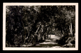 ALGERIE - MERCIER-LACOMBE - ALLEE DE LA SOURCE - Autres & Non Classés