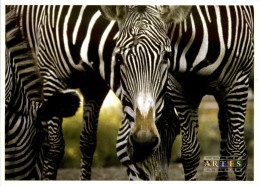 Zebra - Paarden