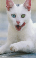 Cat / Chat - Greece Postcard - Katzen