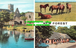 R533708 New Forest. Hinde. Christchurch Priory. New Forest Ponies And Cat And Fi - Monde