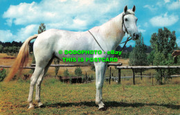 R533712 White Horse. H6. Postcard - Monde