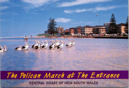 28-4-2023 (3 Z 16) Australia - NSW - Pelican March At The Entrance (Central Coast) - Oiseaux