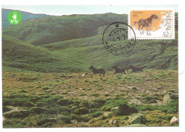 Cavalo Garrano - Tarjetas – Máximo