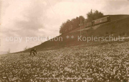 12737281 Zuerich ZH Champ De Narcisses Et Funiculaire Des Plejades Zuerich - Altri & Non Classificati