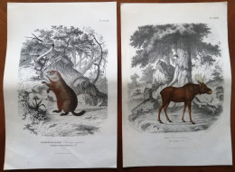 Canada Faune : Deux Illustrations De 1855 Par Gervais « Marmotte De Québec » Et « Elan » - Historische Documenten