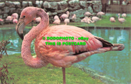 R534894 Rosy Flamingo At The London Zoo. The Zoological Society Of London. M. Ly - Andere & Zonder Classificatie