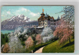 12726813 Weggis Vierwaldstaettersee Hotel Alpenblick Mit Pilatus Baumbluete Wegg - Andere & Zonder Classificatie