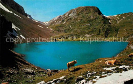 12719798 Lenk Simmental Iffigensee Mit Niesenhorn Berner Alpen Bergsee Almvieh K - Autres & Non Classés