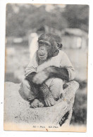 Portrait Du Singe PIPO - TOUL 7 - - Scimmie