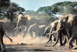 ALGERIE SCENES ET TYPES ELEPHANTS - Scenes