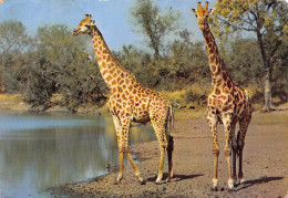 AFRIQUE DU SUD SOUTH AFRICA GIRAFFES - Zuid-Afrika