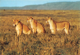 KENYA LIONS - Kenia