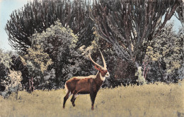 SENEGAL ANTILOPE - Sénégal