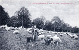 LAEKEN - BRUXELLES -  Au Parc Royal - Troupeau De Moutons - Laeken