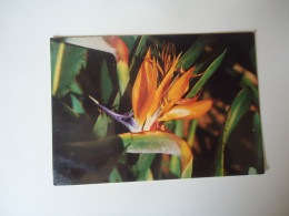 ΒΡΑΖΙΛ  POSTCARDS  CACTUS FLOWERS   FOR MORE PURCHASES 10% DISCOUNT - Sonstige