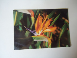 BRAZIL  POSTCARDS  CACTUS FLOWERS   FOR MORE PURCHASES 10% DISCOUNT - Other