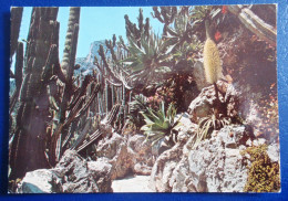 CPM CARTE POSTALE  LE JARDIN EXOTIQUE DE MONACO ( CACTUS ) - Autres & Non Classés