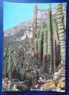 CPM CARTE POSTALE  LE JARDIN EXOTIQUE DE MONACO ( CACTUS ) - Cactus