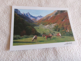 BELLE CARTE...LES AIGUILLES D'ANSABERE...AU 1ER PLAN...BEAUX CHEVAUX PATURANT - Autres & Non Classés