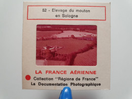 Photo Diapo Diapositive Slide France Aérienne N°52 AGRICULTURE ELEVAGE De Moutons à Situer En SOLOGNE VOIR ZOOM - Diapositivas