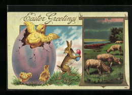 AK Osterhase Trägt Eier, Küken Schlüpft Aus Ei  - Easter