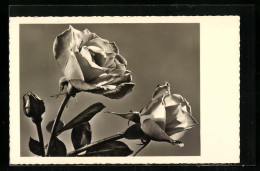 Foto-AK Amag Nr. 71062: Zwei Blühende Rosen  - Photographie
