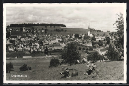 AK Degersheim, Ruhende Kühe Vor Ortspanorama  - Degersheim