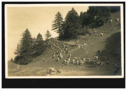 Foto-AK Landwirtschaft: Weidende Viehherde, Ungebraucht, Um 1930 - Autres & Non Classés