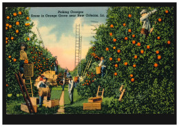 USA-AK Landwirtschaft: Orangen-Ernte Bei NEW ORLEANS 11.4.1929 Nach Stuttgart - Autres & Non Classés