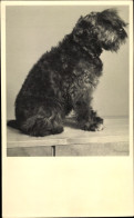 Photo CPA Terrier Mit Halsband, Tierporträt - Other & Unclassified