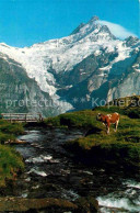12679510 Grindelwald Bachalp Bergbach Kuh Schreckhorn Berner Alpen Grindelwald - Autres & Non Classés