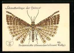 AK Federmotte, Schmetterlinge Der Heimat  - Insecten