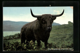 AK Junger Stier In Seelandschaft  - Kühe