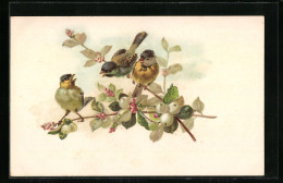 AK Vögel Auf Zweig Mit Beeren  - Birds