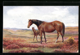 AK Stute Und Fohlen In Heidelandschaft  - Paarden