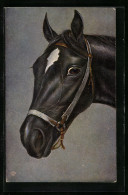 AK Kopf Eines Schwarzen Pferdes  - Cavalli