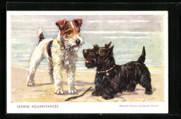 AK Seaside Aquaintances, Wire Fox Terrier And Scotch Terrier  - Chiens