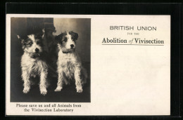 AK Zwei Terrierwelpen, British Union For The Abolition Of Vivisection  - Other & Unclassified
