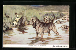 AK Otter Hounds Hunting  - Chiens