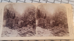 Une Vue Des Jungles. Iles Hawai. Underwood Stéréo - Stereoscopes - Side-by-side Viewers