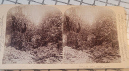 Une Vue Des Jungles. Iles Hawai. Underwood Stéréo - Visores Estereoscópicos