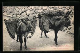 AK Esel Mit Tragen In Den Pyrenäen  - Burros