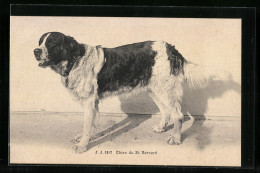 AK Bernhardiner, Chien Di St. Bernard  - Chiens