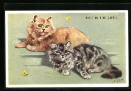 AK Zwei Katzen Und Gelbe Schmetterlinge  - Chats