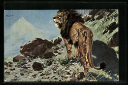 AK Männlicher Löwe Am Berghang  - Tiger