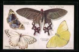 AK Papilio Dasarado Und Weitere Schmetterlinge  - Insecten