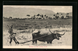 AK Buffalo In The Paddy Field  - Mucche